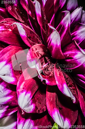 Image of Close up photo of a red and white dahlia flower