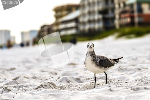 Image of seagulls on beach sand