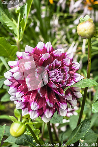 Image of Close up photo of a red and white dahlia flower