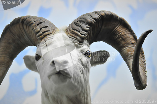 Image of The portrait of a goat with big horns.