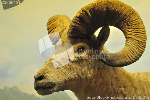 Image of The portrait of a goat with big horns.