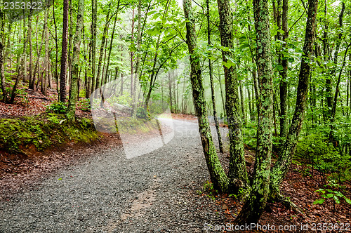 Image of hiking forest path through thick woods