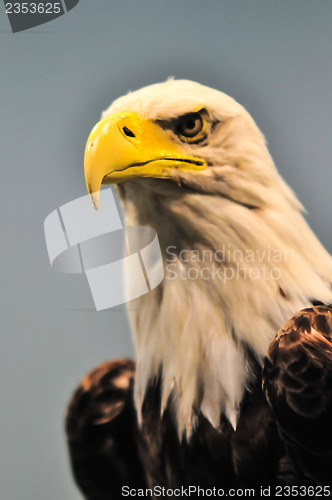 Image of North American Bald Eagle profile