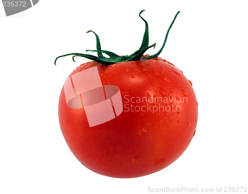 Image of Red Tomato