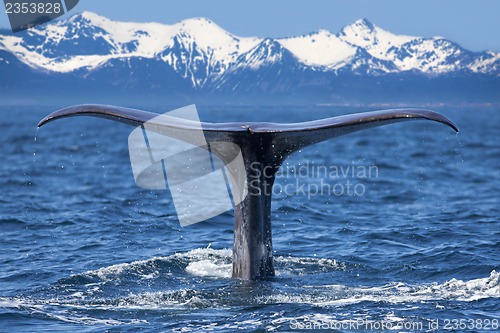 Image of Whale tail