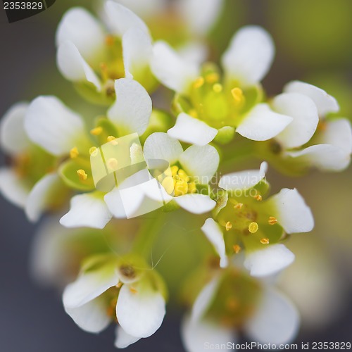 Image of white yarrow flower