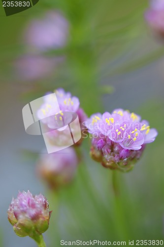 Image of Thrift flower