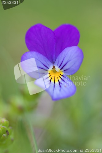 Image of Viola plant