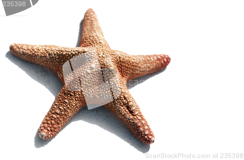 Image of Starfish Isolated