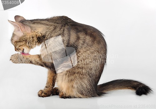 Image of beautiful grey  cat licking her paw