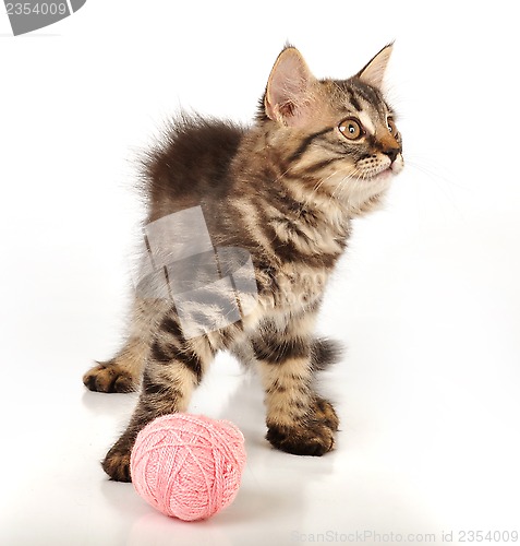 Image of cute little kitten with a wool ball