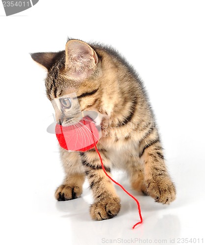 Image of cute little kitten carrying a wool ball