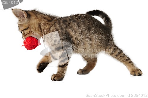 Image of cute little kitten with a wool ball in mouth
