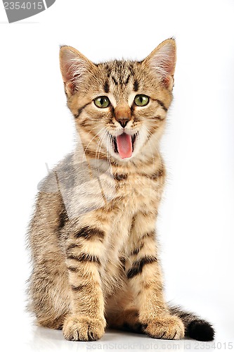 Image of small kitten yawning