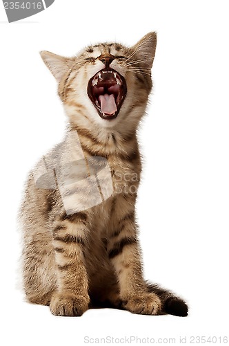 Image of small kitten yawning