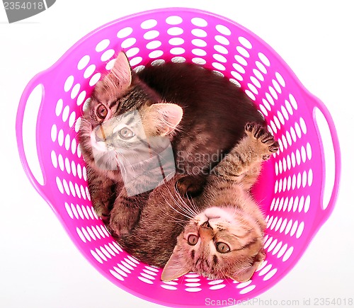 Image of small kittens in a basket