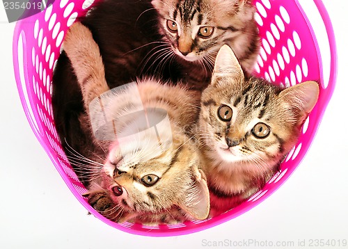 Image of kittens in a basket