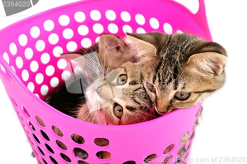 Image of kittens in a basket