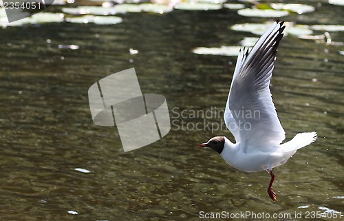 Image of bird