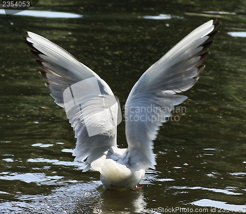 Image of bird
