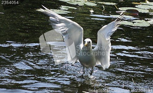 Image of bird