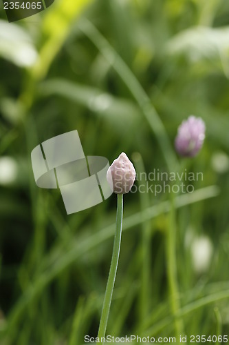 Image of Chives