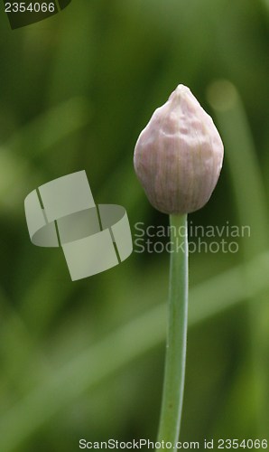 Image of Chives