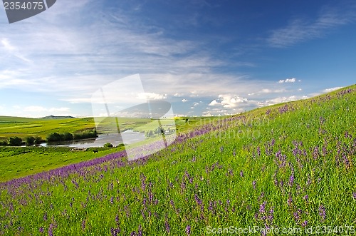 Image of Green meadow with flowers