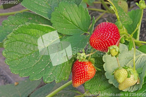 Image of Strawberry plant