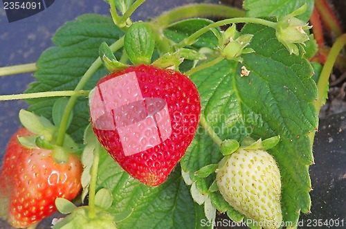Image of Strawberry in greenhouse