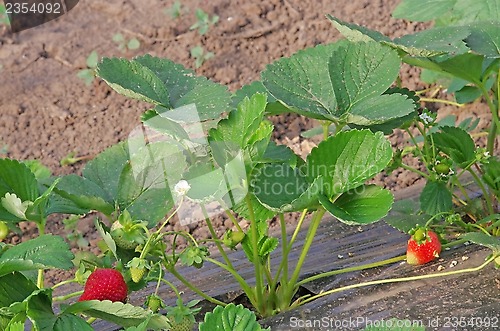 Image of Cultivated strawberry