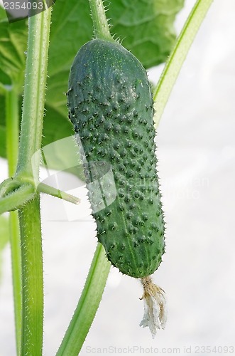 Image of Cucumber