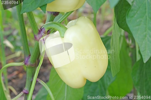 Image of Yellow pepper plant