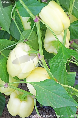 Image of Pepper plant in greenhouse