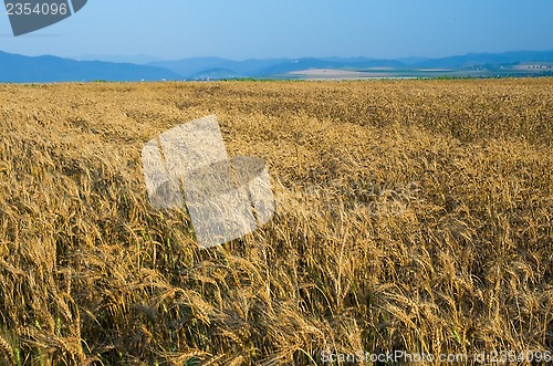 Image of Golden wheat field