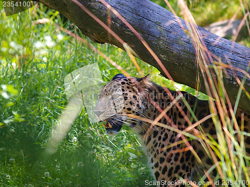 Image of Leopard in grass