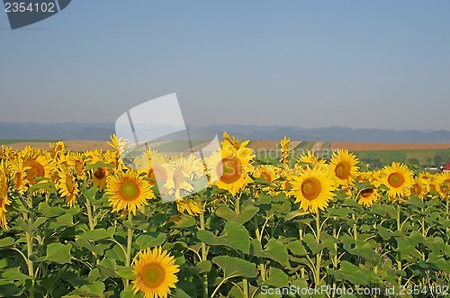 Image of Sunflower field landscape