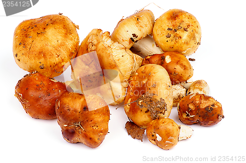 Image of Edible Mushrooms