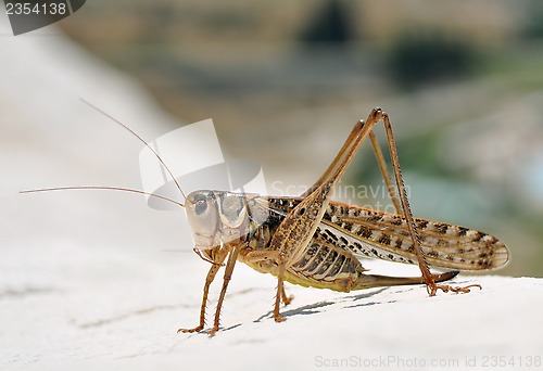 Image of grasshopper