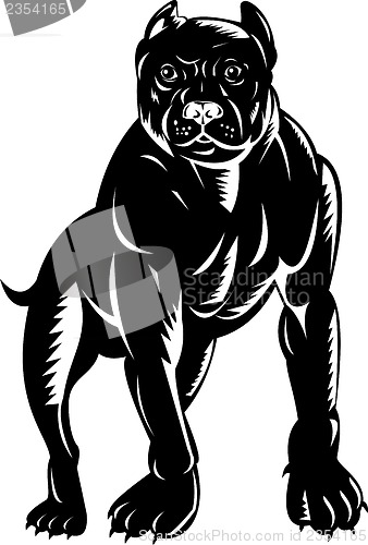 Image of  pitbull dog