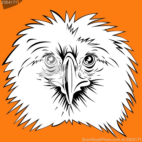 Image of Philippine Eagle head