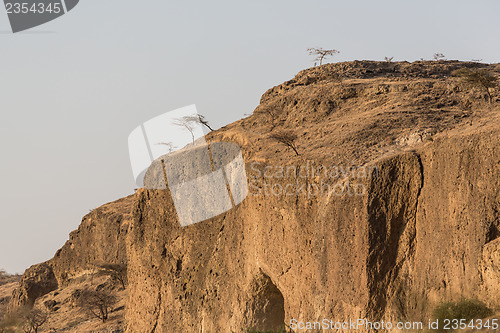 Image of Trees on a rocky hill
