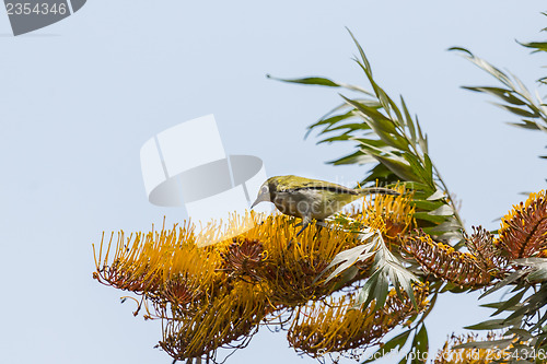 Image of A yellow Robin on a tree