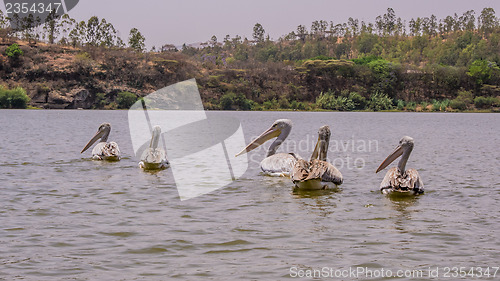 Image of Pelicans swimming