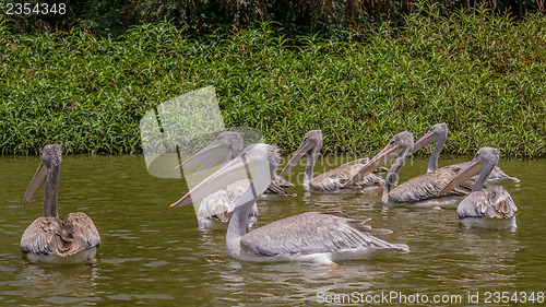 Image of Pelicans swimming