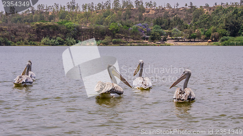 Image of Pelicans swimming