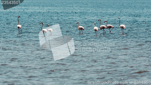 Image of Wading flamingos