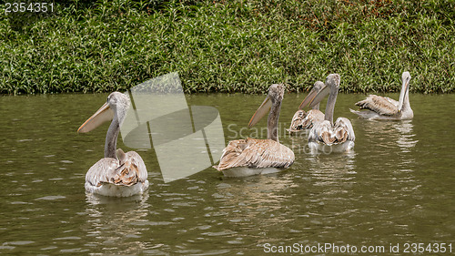 Image of Pelicans swimming