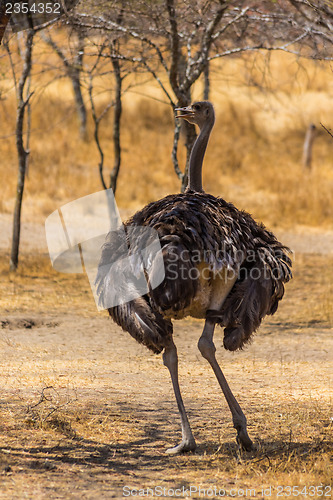 Image of Ostrich in the wild