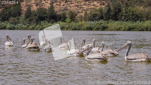 Image of Pelicans swimming